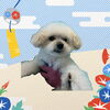 「Dog salon mofu mofu　余市町」