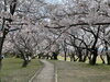 宮川堤公園「宮川堤公園　桜開花状況🌸」