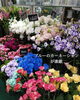 「クリスマスなど贈り物にはお花を！魚沼市の佐藤花店さん、種類豊富で選ぶのも楽しい。」