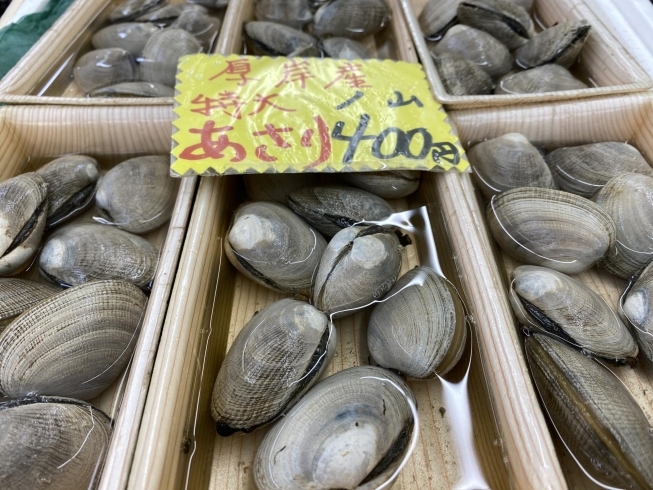 「春の魚が続々入荷！！」