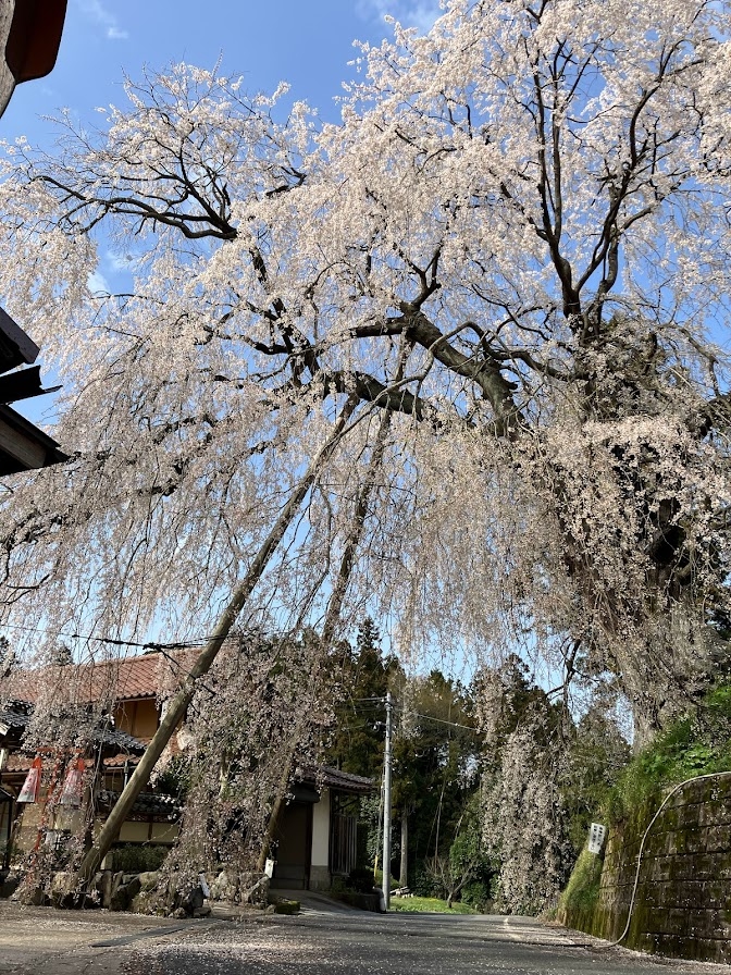 段部の枝垂れ桜　雲南市加茂町