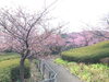 「魚魚の宿上の公園　河津桜の開花情報（2月16日）」