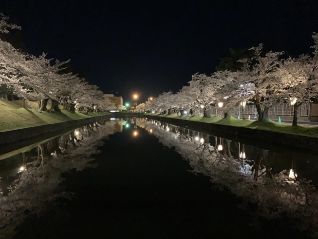 鶴岡公園「桜スポット」