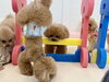 逆立ちにこくんのまわりギャラリーをご覧ください　笑「ましゅまろ幼稚園🐾パートⅡ」