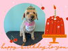 「Dog salon mofu mofu　余市町」