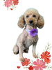 「Dog salon mofu mofu　余市町」