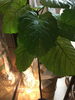 気のパワーでいきいき元気な植物たち！✨🌱「セラピストの紹介です♫①」
