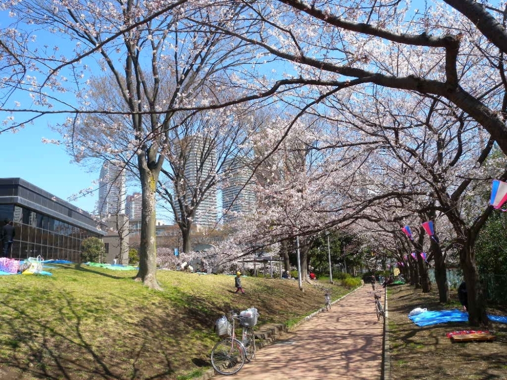 中原平和公園 中原区 お花見するならここ 川崎市の 桜 特集 21年 まいぷれ 川崎市