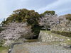 田丸城跡　天守跡付近「田丸城跡　桜開花状況🌸」