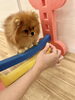 つくねちゃんアジリティもしてみたよ😃「ましゅまろ幼稚園🐾パート2」