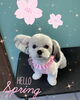 「可愛い子ちゃん♡Dog salon mofu mofu余市町」