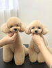 「プードル女のコちゃんたち　実は… (〃ω〃)」