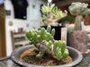 「韓国多肉植物入荷！　アップパイ、サクラドロップなどなど！」