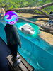 千歳水族館でアメリカミンクを見ている様子🐟「😊まんまる日記😊（10月1～15日）」