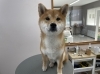 「本日のお客さま♥️柴犬【大分市中戸次／ドッグサロン／トリミング】」