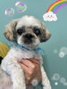 「可愛い子ちゃん♡ Dog salon mofu mofu 余市町」