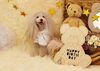 リズくん「Anniversary photo　」