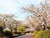 久良岐公園 港南区 磯子区 見応えのある約300本の桜で人気スポット 22年最新 横浜市磯子区 金沢区でお花見するならココ おすすめの 桜スポット まいぷれ 横浜市磯子区 金沢区