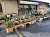「【泉佐野市、貝塚市、熊取町】でお住まいの園芸、ガーデニングが好きな方にオススメの花屋りっちゅ情報」