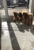 わたし　ポワンくんに誘われてますぅ？ʕʘ‿ʘʔ「ましゅまろ幼稚園Ⅱ  ^ - ^」