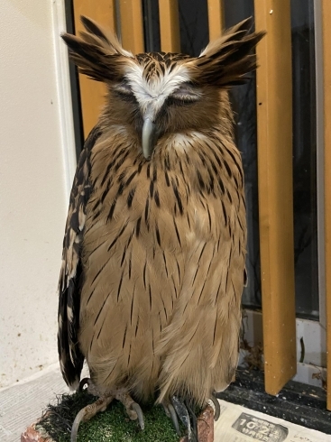 マレーウオミミズクが来ましたよ ふくろうのいるカフェ メンフ倶楽部のニュース まいぷれ 小樽市 マレーウオミミズクが来ましたよ ふくろうのいるカフェ メンフ倶楽部のニュース まいぷれ 小樽市