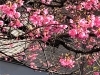 満開の河津正月桜「【編集部ニュース】淀水路の『河津桜』は、今週中から見頃になるのでは‼　＠京ちゃんの伏見ヒストリー日記 　」
