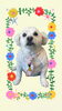 「Dog salon mofu mofu　余市町」