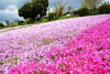 花のじゅうたん（一面に広がる芝桜）「バスツアーのご案内　5月1日（水）」