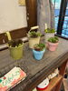 「山形「ぴあんた~pianta~」様より可愛い多肉植物が仲間入り！雪国育ちの寄せ植えを出入口スペースにて販売中です」