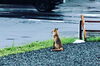 「街のどうぶつ達」