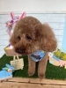 トイプードル　カット「🐶トイプードル、柴犬、トリミングのお友達🐣」