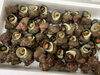「本日鮮魚入荷してまーす。[岩牡蠣は７月から販売致します。]」