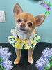 「Dog salon mofu mofu　余市町」
