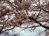 「福島潟　桜の開花状況(2020年4月12日現在)」