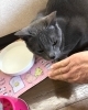 いけませんよ…と優しく でもキッパリ制止しました「お留守番中も仲良しで いつものお食事をサポート！」