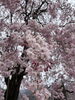 「お花見」