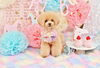 birthdayphoto「Anniversaryphoto　(*´▽｀*)」