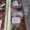 「水槽のカニが無くなったのでまた大量に買ってきました」
