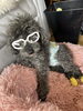 💕来年は１９歳になる看板犬のぶーちゃん💕「私　🐲辰でーす🐲」