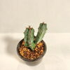 実は多肉なんですね。「802PLANT SHOP おすすめ植物　ユーフォルビア　大鳳閣　二股がかわいい！　実は　多肉！」