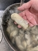 山北産　岩ガキ「山北産の岩ガキ　入荷いたしました(*^o^*)  【村上市で美味しい海鮮丼を食べられるお店】」
