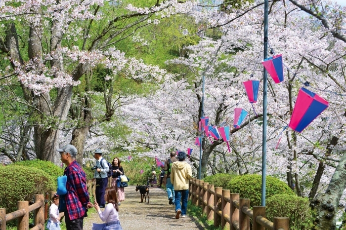 茂原公園の桜