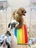 にこくん余裕です😃「ましゅまろ幼稚園🐾パート１」