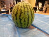 「スイカ割り🍉」