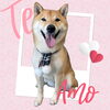 「Dog salon mofu mofu　余市町」