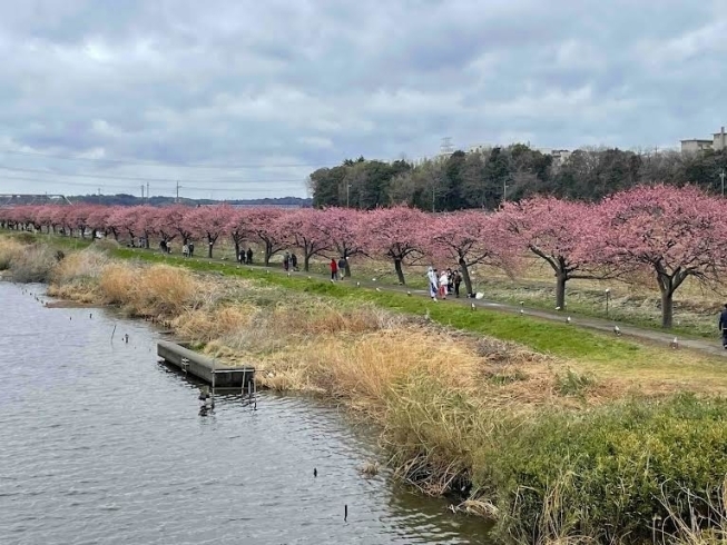 「八千代河津桜まつり【白井市訪問介護・相談支援】【桜・まつり・B級グルメ】」