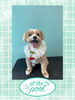 「Dog salon mofu mofu　余市町」