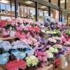 たくさんの花鉢「【はなやHOK皆生店】母の日間近です！」