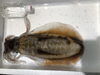 新潟　アオリイカ　1入れ　1.３kg「朝4時　船橋市場で本日の魚の仕入れです」