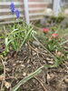 ムスカリとミニチューリップのバランスがキュート！「かわいすぎる件」